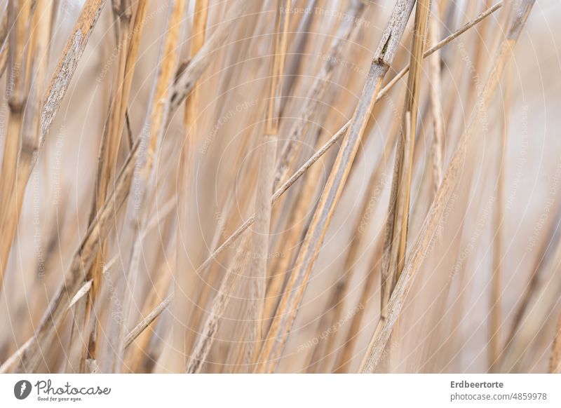 Schilfgras im Detail natur morgen Natur Außenaufnahme pastell Landschaft Herbst Umwelt Licht naturfotografie reet schilf nahaufnahme Makroaufnahme