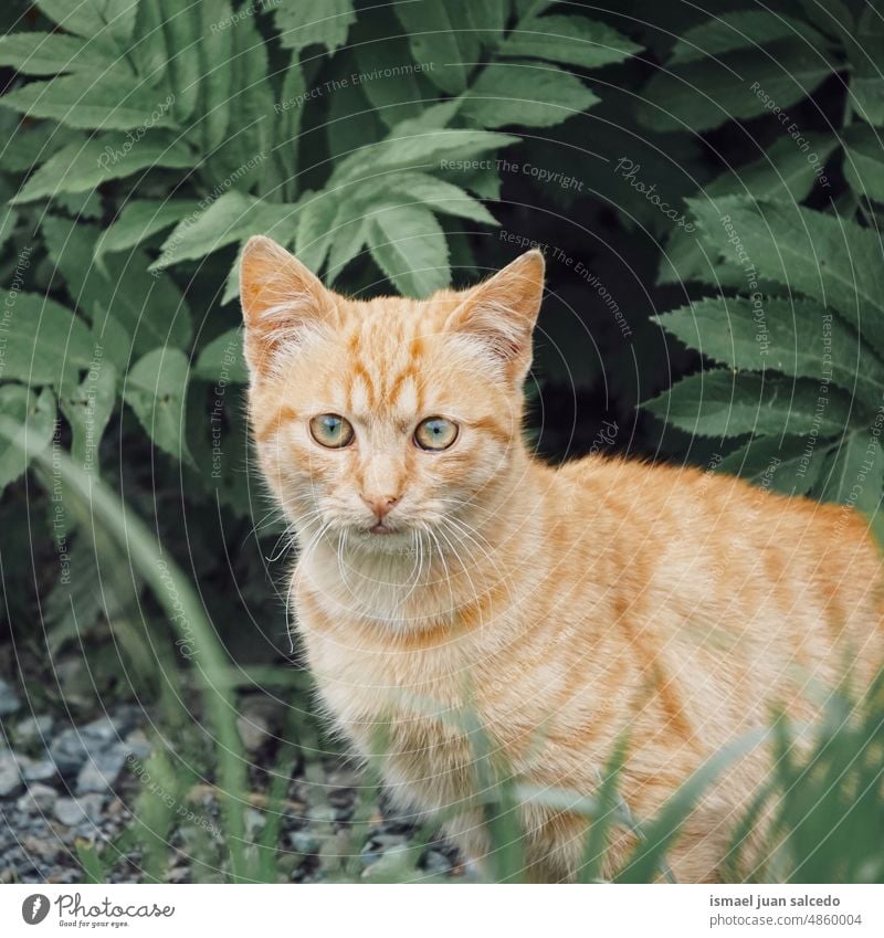 braune streunende Katze Porträt Haustier Kätzchen Katzenbaby katzenhaft Irrläufer Straße Backenbart Tier Kopf Auge Ohren Behaarung Natur niedlich Schönheit