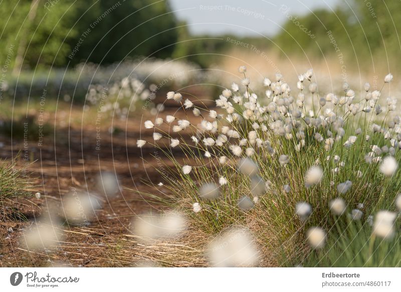 Wollgras Moor Sumpf Natur Farbfoto Umwelt Pflanze Wildpflanze Gras Fluffig Ökosystem Naturschutz Sommer zart Außenaufnahme Schwache Tiefenschärfe Frühling