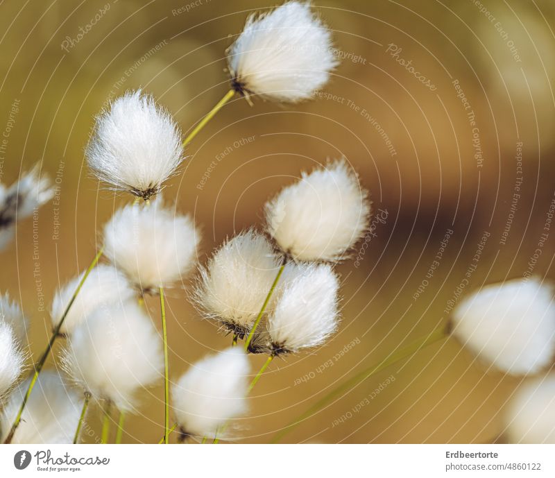 Wollgras Moor Sumpf Natur Farbfoto Umwelt Pflanze Wildpflanze Gras Fluffig Ökosystem Naturschutz Sommer zart Außenaufnahme Schwache Tiefenschärfe Frühling