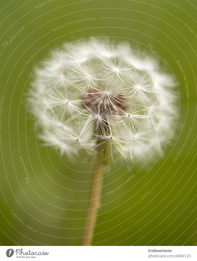 Pusteblume Löwenzahn grün Makroaufnahme freigestellt Pflanze Natur Detailaufnahme Schwache Tiefenschärfe Blume leicht Frühling Nahaufnahme Samen zart