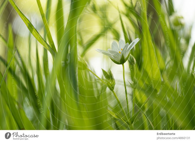 Frühlingswiese grün zart macro blume blüte natur gras Makroaufnahme Grass Nahaufnahme