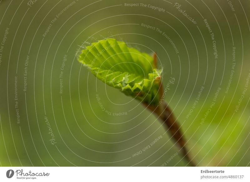 Knospe im Frühling Pflanze Garten grün Nahaufnahme Schwache Tiefenschärfe Makroaufnahme Natur Umwelt Wachstum natürlich Detailaufnahme Frühlingserwachen Buche