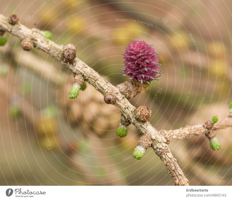 Neues Leben Tanne Tannenzweig Tannenbaum Tannenzapfen Wald Natur Baum Frühling Nadelbaum Nahaufnahme Tannennadel Fichte