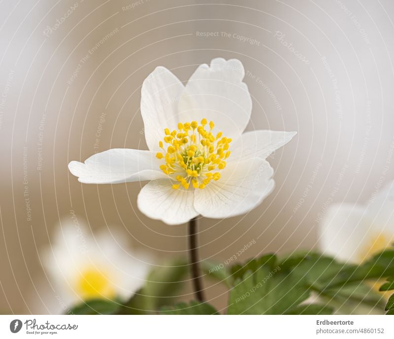 Ein bisschen Frühling... Wiese Blume Natur grün Garten Außenaufnahme Umwelt Pflanze Farbfoto Blüte Nahaufnahme Schwache Tiefenschärfe zart schön Detailaufnahme