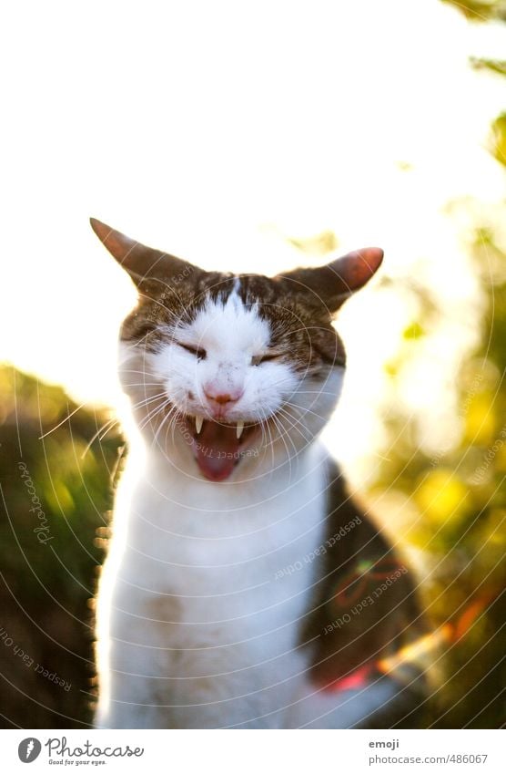 gnähähähä Tier Haustier Katze Tiergesicht Fell 1 lustig positiv gähnen lachen Farbfoto Außenaufnahme Textfreiraum oben Morgen Abend Gegenlicht Tierporträt