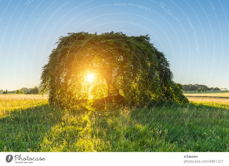 Zwergbuche bei Sonnenuntergang Baum Baumkrone Bolus Blätter Botanik Buchsbaum im Freien alt Flora Forstwirtschaft frisch Frühling grün heimatlich Hintergrund