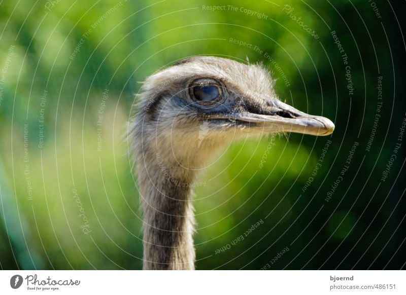 Der Nandu (Rhea americana) Tier Wildtier Vogel Tiergesicht 1 Abenteuer flugunfähiger Vogel Pflanzenfresser Säugetier Tierporträt Auge Wildnis Außenaufnahme