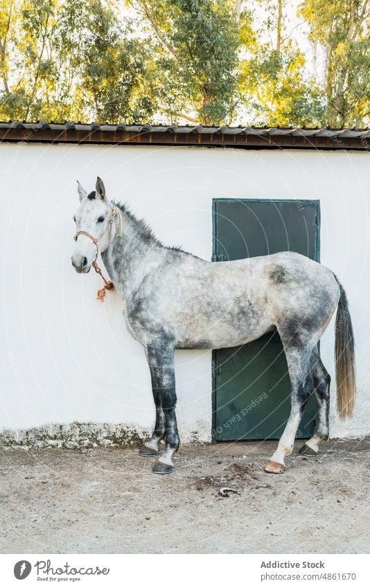 Graues Pferd an der Stallwand angebunden Pferdestall Ranch Wand Tier Tür Landschaft gehorsam Sommer tagsüber Bauernhof heimisch Scheune warten grau sonnig