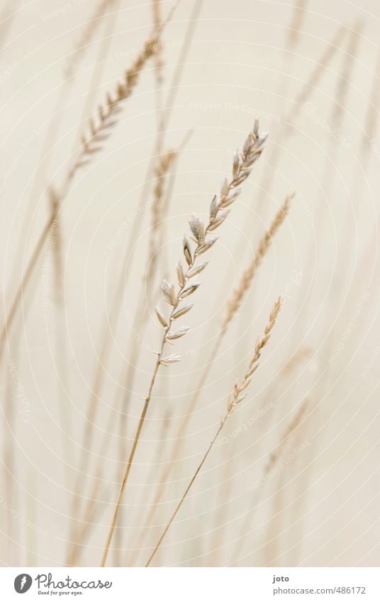 Ähren Umwelt Natur Pflanze Sommer Nutzpflanze Gras Gräserblüte ästhetisch frisch trocken ruhig Zufriedenheit gleich Leichtigkeit Wachstum Feld zart leicht wehen