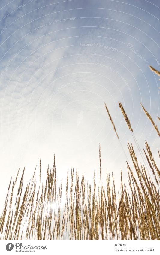 Sommertag im Gras Umwelt Natur Pflanze Himmel Wolken Sonne Sonnenlicht Schönes Wetter Wärme Halm Garten Park Wiese leuchten dehydrieren Wachstum Freundlichkeit