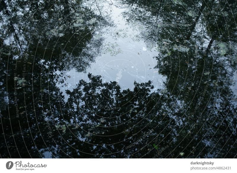 Laub und Äste spiegeln sich in einem stillen See WaldWasser ruhig Ruhe Stille Bäume Szene freundliche hell Licht natürlich Ansicht Schönheit bedeckt malerisch