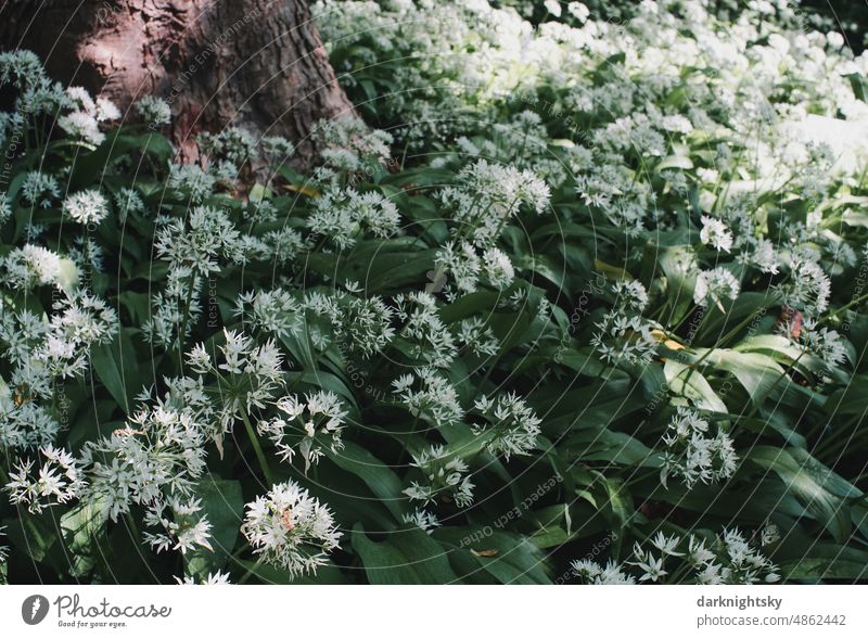 Bärlauch in einem Wald unter einem Baum, Allium ursinum blühendes Blüte Frühling Farbfoto Blühend grün violett Pflanze Blume Natur Außenaufnahme Makroaufnahme