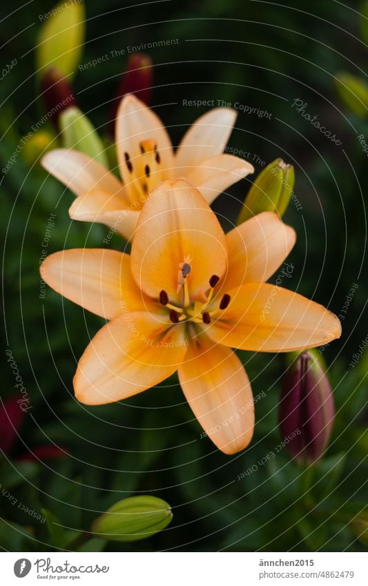 hellorangefarbene Lilien auf einem Feld Liliengewächse Blumenfeld Blüte Pflanze grün Nahaufnahme Menschenleer Farbfoto Natur schön Blühend Außenaufnahme gelb