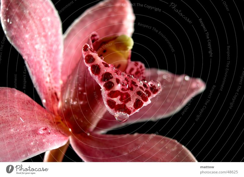 Orchidee 2 Blume Blatt Blüte Hintergrundbild schwarz pfanze Natur orchideel Detailaufnahme