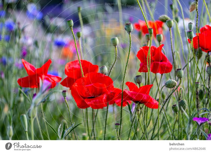 rot wie die (mohn)liebe Menschenleer Mohn Blume Pflanze grün Kontrast Natur Blüte mohnblumen Blütenblatt Pollen blühen wunderschön Frühling Sommer prächtig