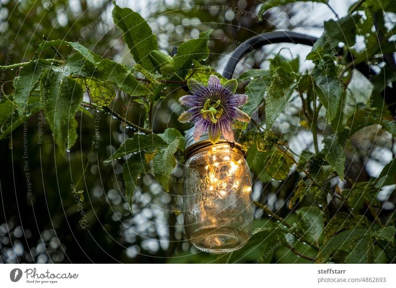 Lila Passionsblume (Passiflora incarnate) blüht an einem Pfosten mit einem Feengarten-Gefäß violette Blume Inkarnat-Passiflora maypop Wilde Passionsrebe