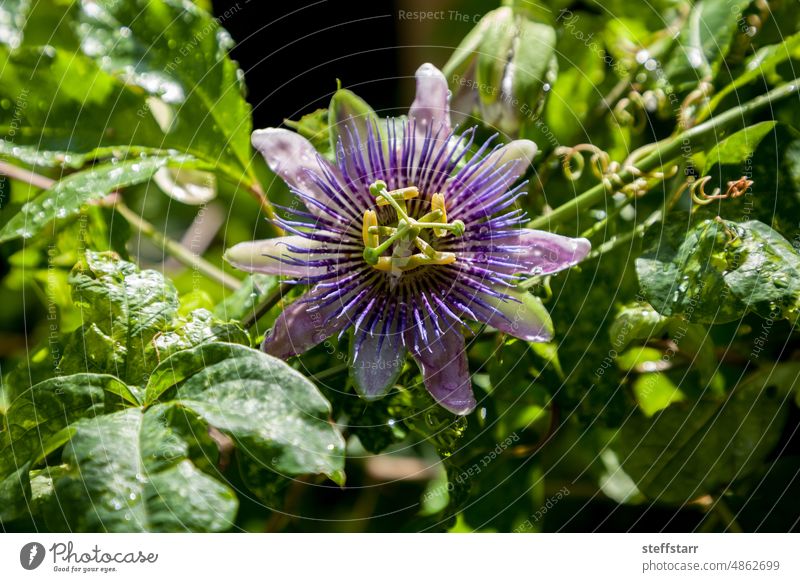 Lila-weiße Blüte einer Passionsfrucht namens Passiflora edulis Passionsblume Opossum lila Wein violette Blume purpur Frucht produzieren Ackerbau Natur Schönheit