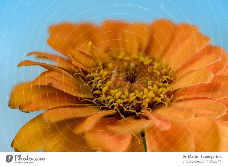 Orangefarbige Zinnie, Blütenstand Zinnia Hybride Sorte blühen orangefarbig Korbblütler Asteraceae Compositae Zungenblüten Röhrenblüten Blume Pflanze Sommerblume