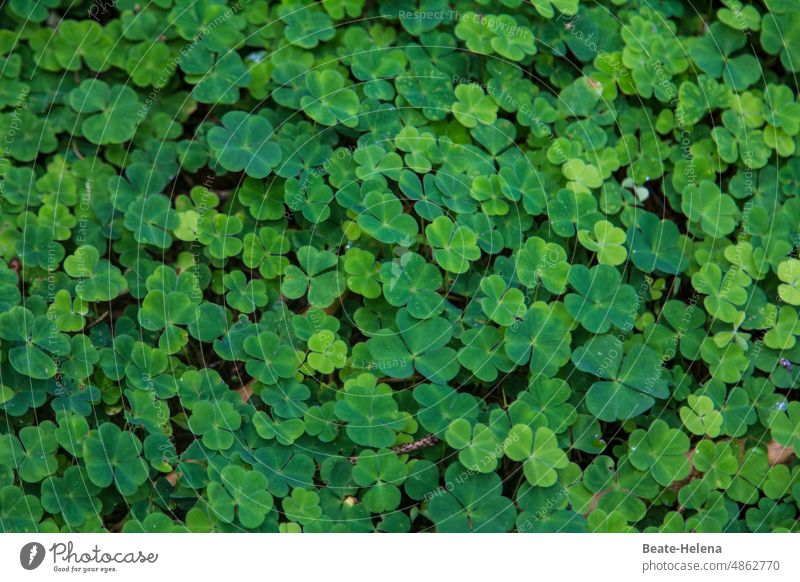 Viel Glück - großes Feld voller Kleeblätter, darunter auch vierblättrige Glücksbote Glücksbringer vierblättriges kleeblatt Grün Kleeblatt Glücksklee Blatt