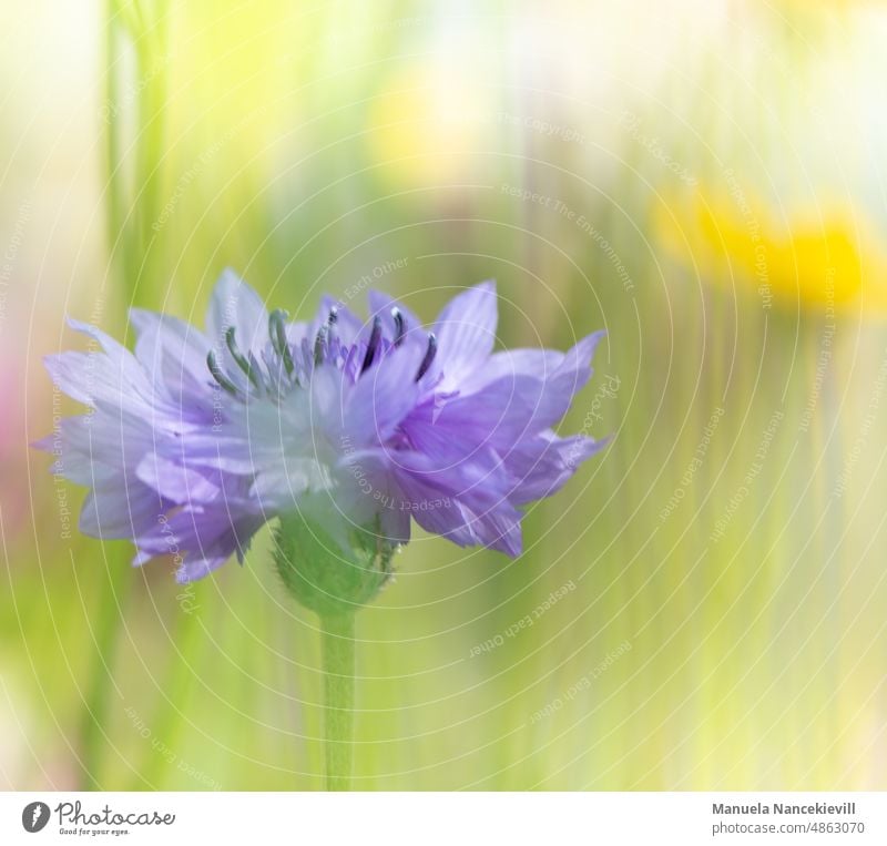 Zarte Kornblume kornblumen kornblumenfeld kornblumenwiese Kornblumenbluete Natur Sommer natürlich Pflanze Blume Farbfoto blau Außenaufnahme Feld Blüte Blühend