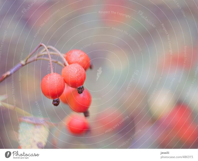 Hage Pflanze Wassertropfen Herbst Nebel Rose Park hängen einfach fest Billig nah nass retro rund rot Zufriedenheit ruhig rein Frucht Hagebutten Tau Weintrauben