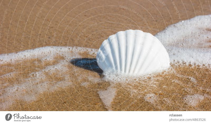 Muschel am Strand domburg Niederlande Zeeland holländisch Europa Sylt MEER Feiertage Gezeiten Wasser Küstenstreifen Wellen reisen Urlaub Tourismus Sommer Natur