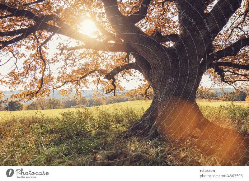 alte Eiche im Herbst mit goldener Sonne scheint durch die Baumkrone Balken schön Buchsbaum Botanik hell laubabwerfend fallen Flora Laubwerk Garten herrlich