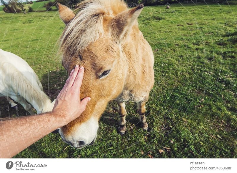 Mann streichelt Pferd von Hand Liebe Kind Reiten Erwachsener Zuneigung Tier Arme schön Schönheit züchten Kaukasier Nahaufnahme Landschaft Kuscheln niedlich