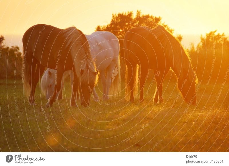 All the pretty horses Reiten Reitsport Sonne Sonnenlicht Sommer Schönes Wetter Wärme Feld Nordsee Meer Weide Haustier Pferd 3 Tier Tiergruppe Fressen ästhetisch