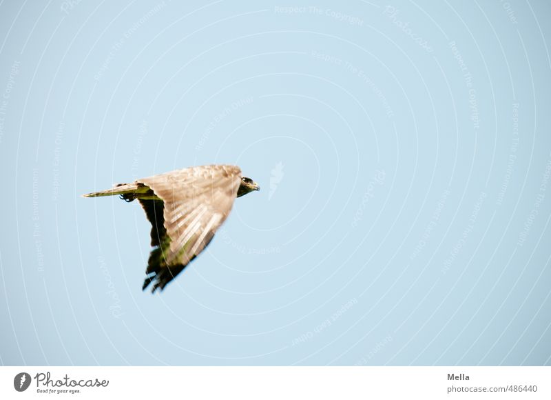 Catch me if you can Umwelt Natur Tier Luft Himmel Wildtier Vogel Bussard Mäusebussard 1 Bewegung fliegen frei natürlich blau Freiheit Farbfoto Außenaufnahme