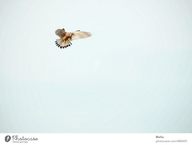 Anvisieren Umwelt Natur Tier Luft Himmel Wildtier Vogel Falken Turmfalke 1 beobachten fliegen Jagd Blick einfach frei hoch natürlich Ausdauer anstrengen