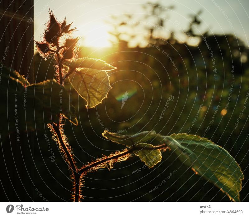 Rotborstig Japanische Weinbeere Rotborstige Himbeere Rubus phoenicolasius Rosengewächs Rosaceae Pflanze Natur Nahaufnahme Sonnenlicht Idylle Sommer Sträucher