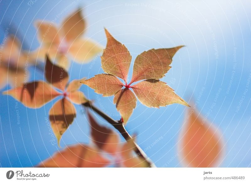 herbstlich Pflanze Himmel Herbst Schönes Wetter Blatt Garten Park frisch natürlich schön blau orange rot Gelassenheit ruhig Natur Wein Farbfoto Außenaufnahme