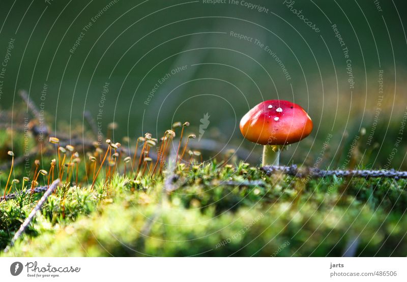 oktober Umwelt Natur Pflanze Herbst Schönes Wetter Wald ästhetisch elegant frisch Pilz Fliegenpilz Oktober Farbfoto Außenaufnahme Nahaufnahme Menschenleer