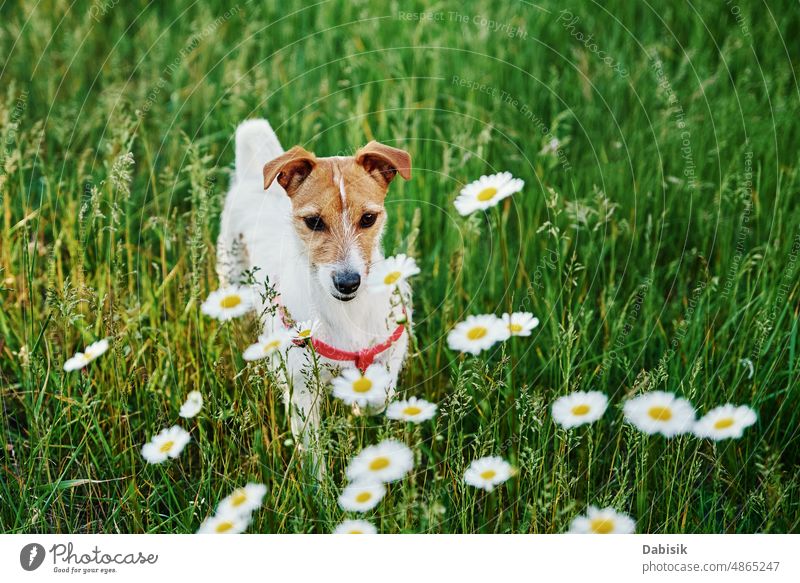 Niedlicher Hund Porträt auf Sommerwiese mit grünem Gras Haustier Frühling Blume Garten Glück Feld Person bezaubernd Rasen niedlich gut Landschaft Wiese Natur