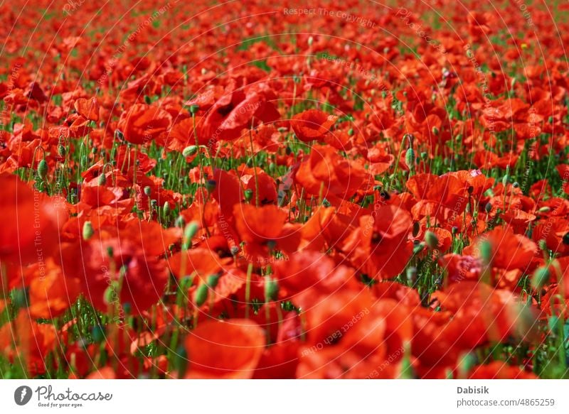 Landschaft mit blühenden Mohnblumen Papaver Feld Blume Natur Sommer Morgen Baum Blütezeit Licht rot Hintergrund Gras purpur Sonnenaufgang wild Ackerbau Umwelt