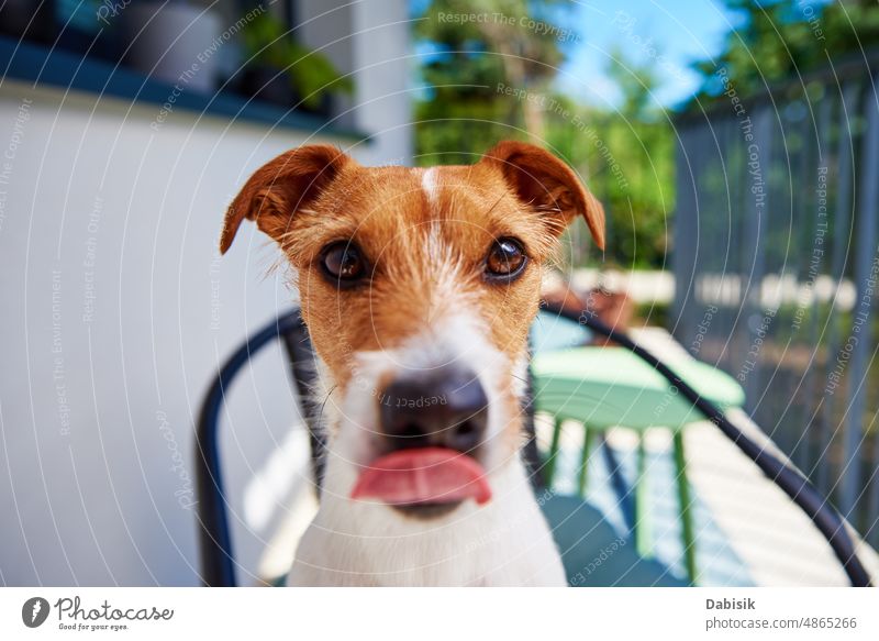 Porträt eines niedlichen Hundes im Freien an einem Sommertag Glück Tier jack russell Terrier Aussehen Kopf bezaubernd lustig schön züchten braun Eckzahn Farbe