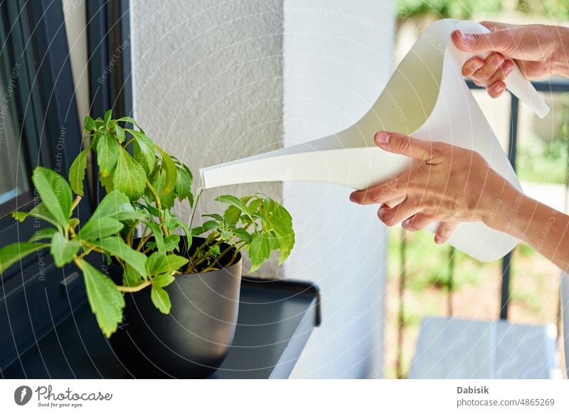 Frau bewässert Pflanze am Fenster, Hauspflanzenpflege Blume heimisch Zimmerpflanze Pflege Bewässerung heimwärts Blumentopf Schönheit fürsorglich Kaukasier