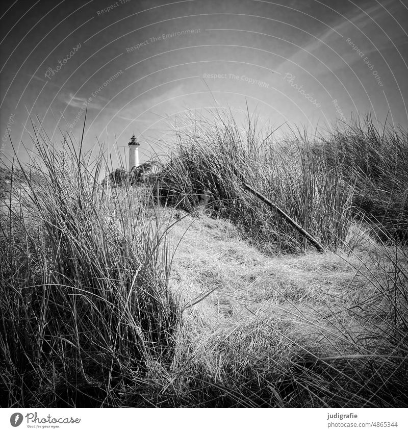 Lyngvig Fyr Leuchtturm Landschaft Küste Strand Meer Dänemark Nordsee Jütland Schwarzweißfoto Quadrat Düne Dünengras