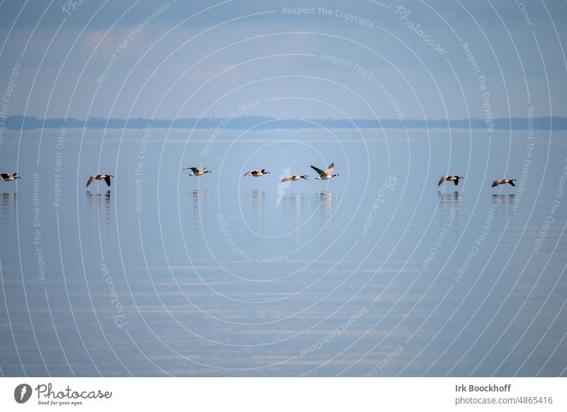 Ein Schwarm Nonnengänse in Formation über dem Wasser Textfreiraum oben Menschenleer Außenaufnahme Gedeckte Farben Farbfoto Vogelschwarm Nonnengans Fernweh schön