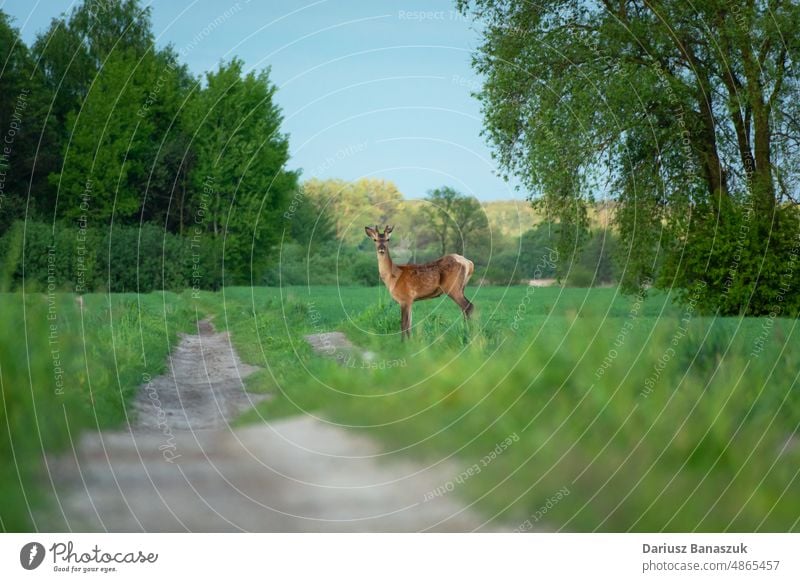 Junges Rotwild an einem Feldweg Hirsche rot jung Tier Straße ländlich Stehen Gras Bock zervikal Säugetier Natur Geweih Wald Tierwelt braun Hupe im Freien Park