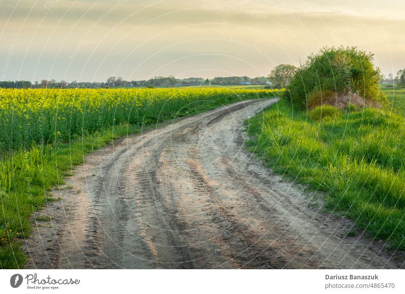 Sandiger Weg durch ein Rapsfeld und der Abendhimmel Straße sandig Feld Vergewaltigung ländlich Himmel Gras Natur Horizont Land grün Tag Bauernhof Landschaft