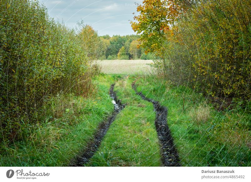 Ländlicher Weg zwischen den Büschen in Richtung des bewirtschafteten Feldes Straße ländlich Buchse Herbst gepflügt Baum Natur Gras Land Landschaft Bauernhof