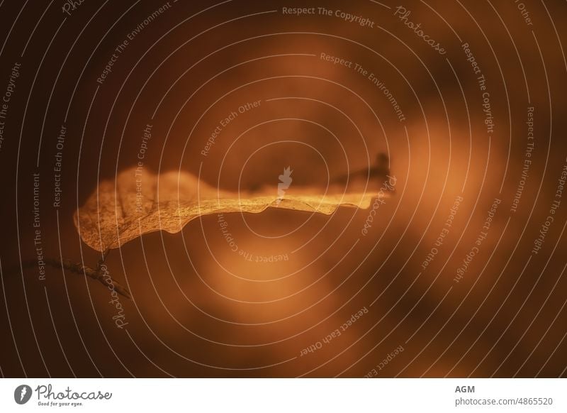 einzelnes buchenblatt im goldenen oktoberlicht wabi-sabi stumm Pflanze Fotografie Pass im Freien Ocker natürlicher Hintergrund Natur Makro Blatt Wachstum