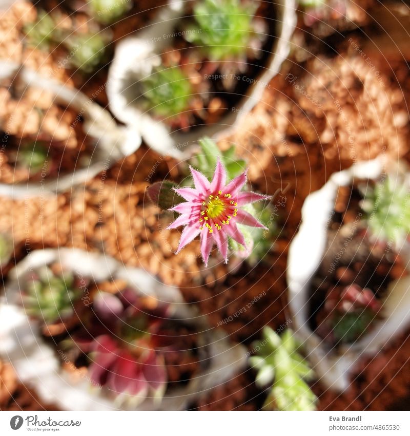 rosa Blüte von Berg-Hauswurz, Sempervivum montanum Blume Berg-Hauswurz-Blüte Pflanze Nahaufnahme Sukkulente Detailaufnahme