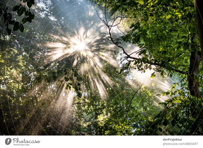 Gegenlichtaufnahme bei Sonnenaufgang und künstlichem Regen/Bewässerung. Das ist die Klimakrise! XI Tourismus Spaziergang Baum Akzeptanz Naturwunder Kreuzberg