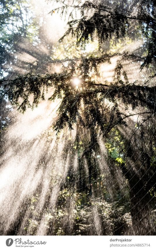 Gegenlichtaufnahme bei Sonnenaufgang und künstlichem Regen/Bewässerung. Das ist die Klimakrise! III Tourismus Spaziergang Baum Akzeptanz Naturwunder Kreuzberg