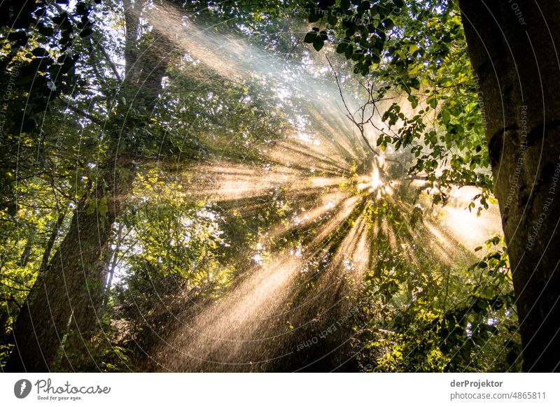 Gegenlichtaufnahme bei Sonnenaufgang und künstlichem Regen/Bewässerung. Das ist die Klimakrise! IV Tourismus Spaziergang Baum Akzeptanz Naturwunder Kreuzberg