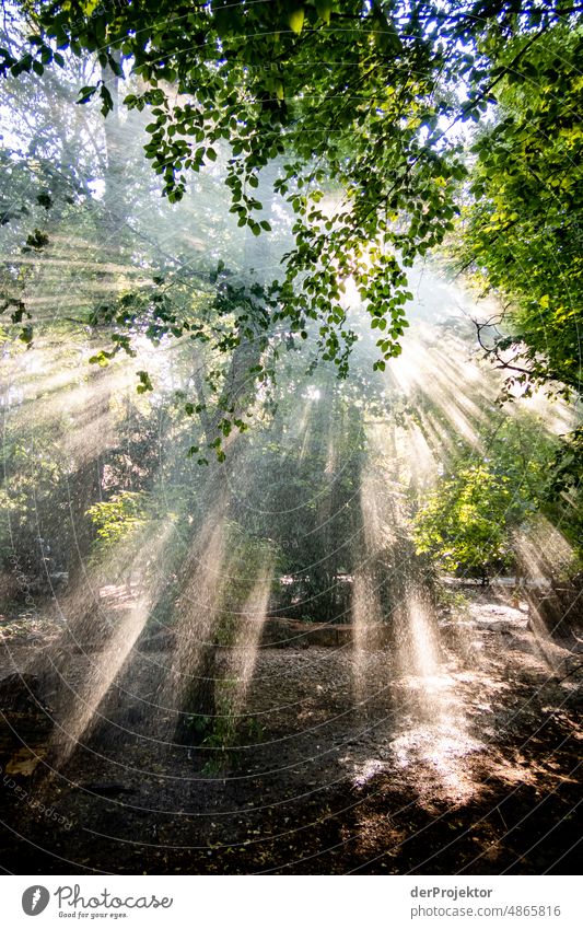 Gegenlichtaufnahme bei Sonnenaufgang und künstlichem Regen/Bewässerung. Das ist die Klimakrise! I Tourismus Spaziergang Baum Akzeptanz Naturwunder Kreuzberg